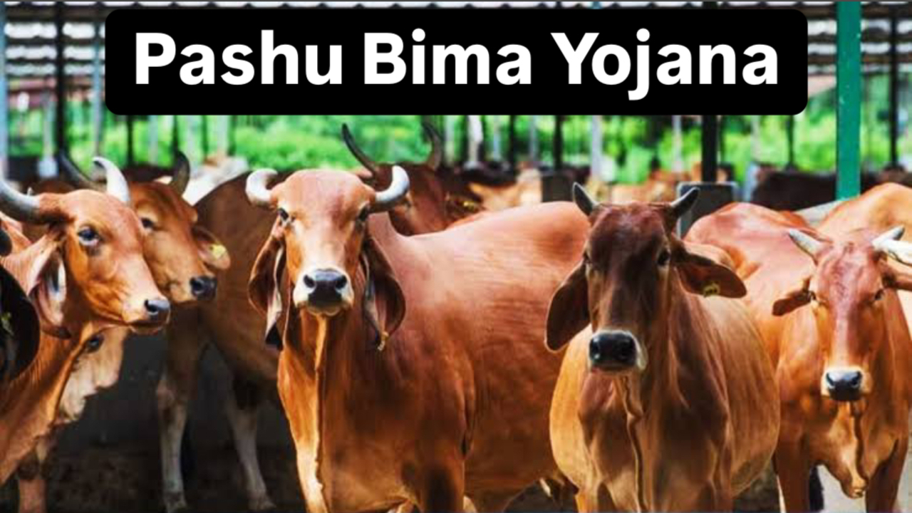 Pashu Bima Yojana: Big relief for cattle keepers! More than 20 lakh animals covered under Mangala Pashu Bima Yojana, insurance benefits will be available soon Pashu Bima Yojana: Big relief for cattle keepers! More than 20 lakh animals covered under Mangala Pashu Bima Yojana, insurance benefits will be available soon