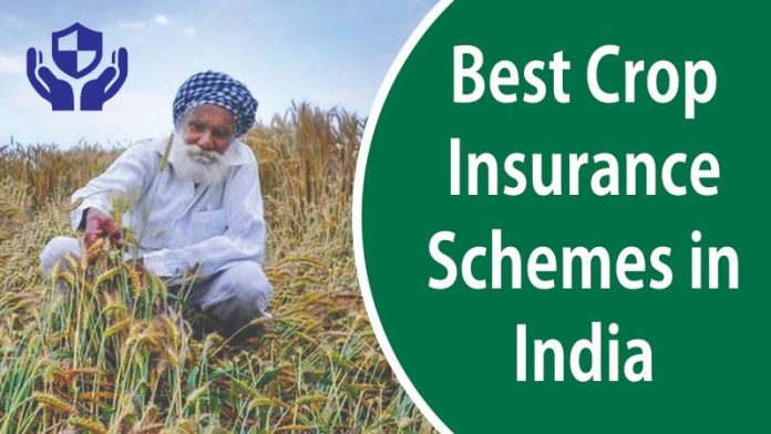 Crop Insurance Scheme : If the crop is destroyed due to natural disasters, you can claim crop insurance, know the complete process